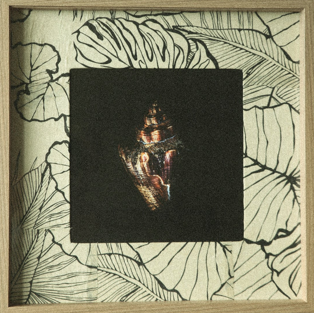 The Shell - Fine Art Print